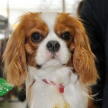 ELISEY ROYAL SPANIEL