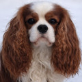 PETERS CAVALIER MADZHESTIK