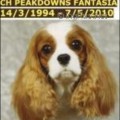 PEAKDOWNS FANTASIA
