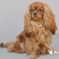 EMMA-SUE VON DEN WALDELFEN