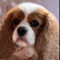 INFANTA ROYAL SPANIEL'