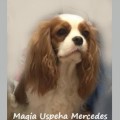 MAGIA USPEHA MERCEDES
