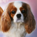 WINNIE MAGNOLIA PASSCO WINNIE MAGNOLIA PASSCO