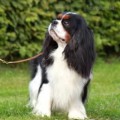 CARHAM BEST IN SHOW