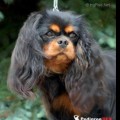 OLEANDRA DU CHATEAU NOBLESSE