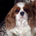 OKSI DOG BEAUTY DEY OKSI DOG BEAUTY DEY