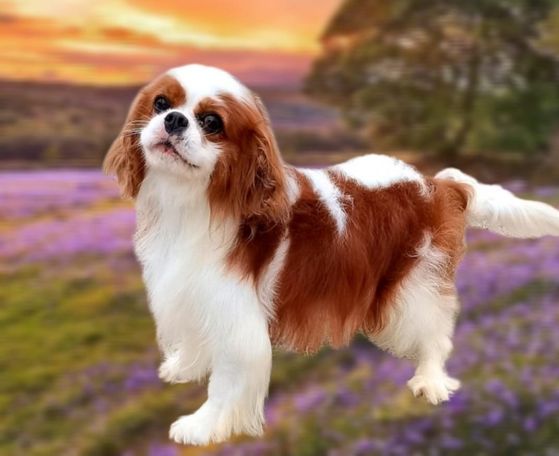 Купить Собаку Кавалер В Воронеже