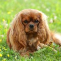 RUBY STAR FELISA