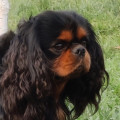 RUSSKIY DZHEKPOT BAXTER OF CALIFORNIA