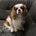 DARDEN CAVALIERS ESCADA