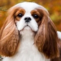 ALICE PRIDE BUGATI