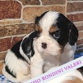 MIO RONDINI VALERI
