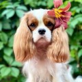 VIVIEN CHILLI KOLIBA