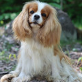 BELLE SPANIEL BRIOCHE