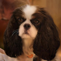 NEW WAVE CAVALIERS LUXY NEW WAVE CAVALIERS LUXY
