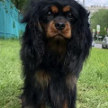 AVANKO VICTORY ZARRI