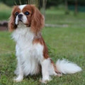 DJUSTIN TIMBERLAKE ROYAL SPANIEL