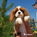 HAPPY GO LUCKY OF CAVALIERS SUN RAYS
