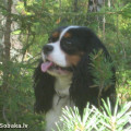 BUDA-FAUNA BETTI