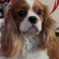 CASPER YASHA HANDSOME