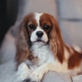 JOLIE CAVALIERS MONZA