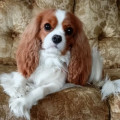 HARTIES DAISY HARTIES DAISY