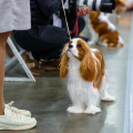 CAVALIERDOG SONATA