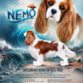 EXPELLIARMUS NEMO FOR ALICE PRIDE EXPELLIARMUS NEMO FOR ALICE PRIDE