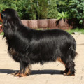 FANFAN D'AMOUR DU CHATEAU NOBLESSE