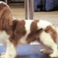MAIBEE LORPHIL LAGONDA