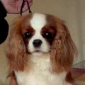 MAIBEE A CAMEO