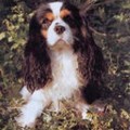 BENJY DES MARLIVIERS