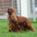 CAMPANARDS DELICATO