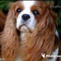 ROYALE HIGHNESS DE LA FIEFFE AU SONGEUR