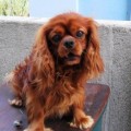 DARCY CANIS SATELLES