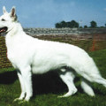 OSCAR WINSLOW VON TASZ