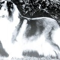 CORYDON LA STUPENDA