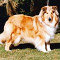 CORYDON GOLD DELILAH