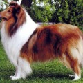 CORYDON IL SUPREMO