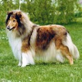CORYDON ALONASTAR