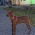 MIA GRACIA BAZILIUS MARCHEN PRINS MIA GRACIA BAZILIUS MARCHEN PRINS