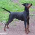 IZHERSTEI SHARMEL' IZHERSTEI SHARMEL'
