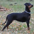 LAYLA Z ZADZIORNEGO GANGU LAYLA Z ZADZIORNEGO GANGU