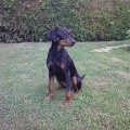 DAPHNE Z ZADZIORNEGO GANGU DAPHNE Z ZADZIORNEGO GANGU