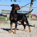 DJ HORST VON DER SCHWALMAUE DJ HORST VON DER SCHWALMAUE
