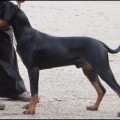 KARL DRYM'S DREAM KING BLACK KARL DRYM'S DREAM KING BLACK