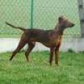 AXEL JOY BIS JAKARANDA AXEL JOY BIS JAKARANDA