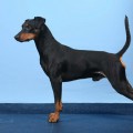 LEGENDORF CHANDLER LEGENDORF CHANDLER