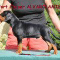 FORT COOPER ALVARO AMIGO FORT COOPER ALVARO AMIGO