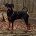 LORD COOPER VON DER SCHWALMAUE LORD COOPER VON DER SCHWALMAUE
